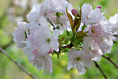 Prunus serrulata 'Amanogawa' - višeň pilovitá 'Amanogawa' (sakura) - kvetoucí větévka